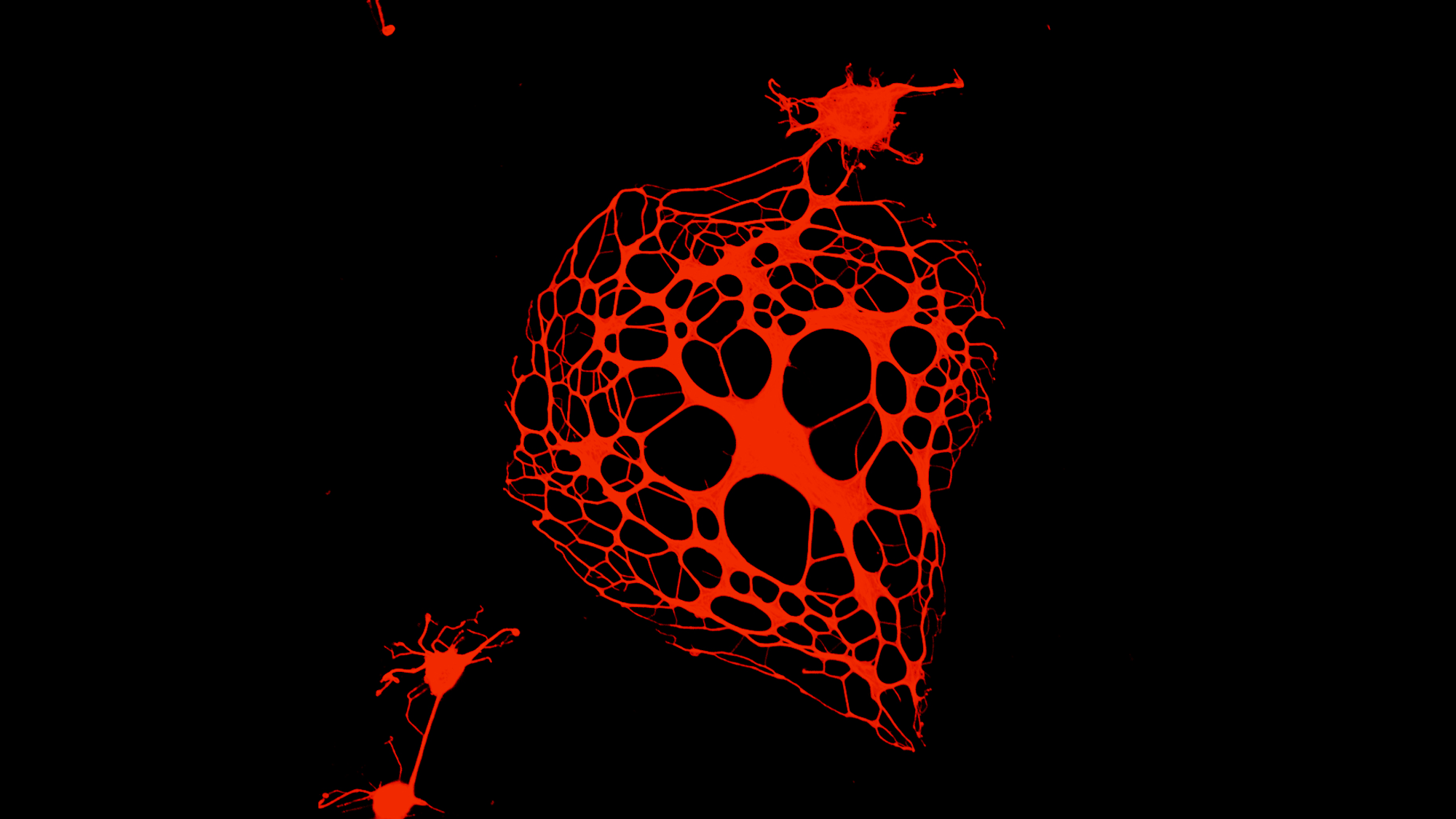 Development and Stem Cell Biology Laboratory
