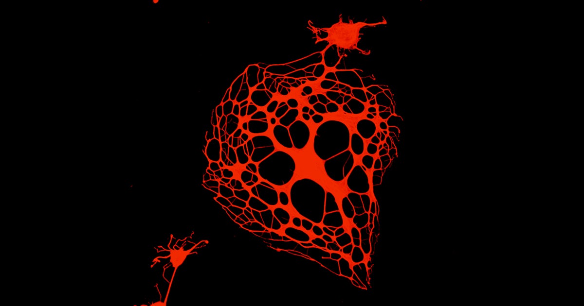 Development and Stem Cell Biology Laboratory