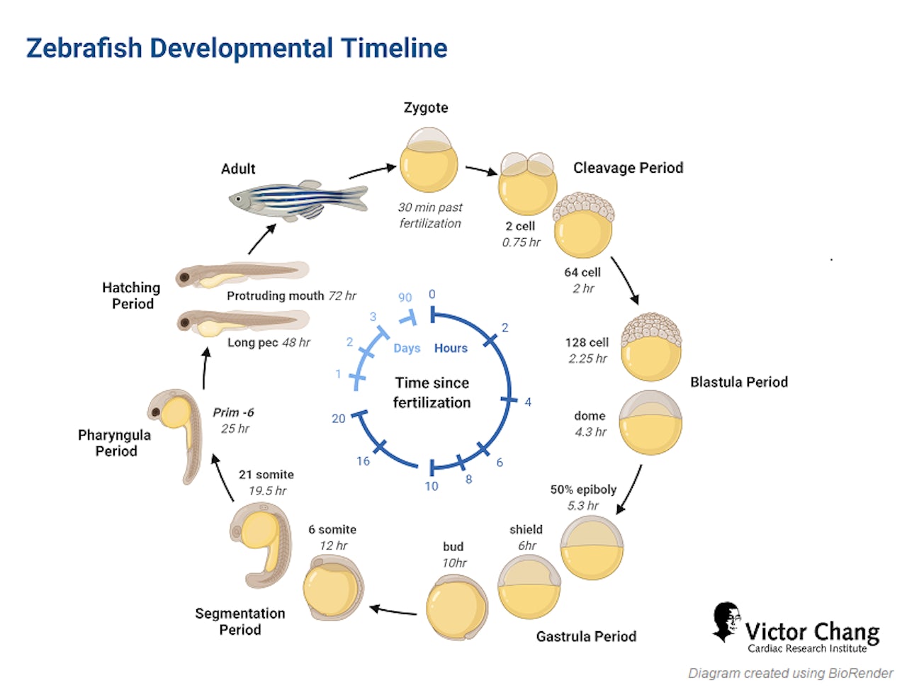 Zebrafish Developmental Timeline | Victor Chang Cardiac Research Institute