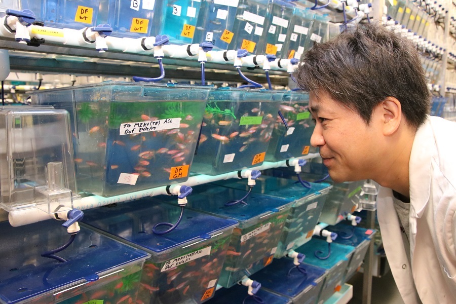 Dr Kazu Kikuchi in the zebrafish aquarium 
